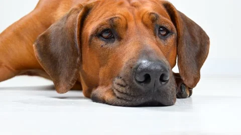 Dog lying on the floor on white background. Rhodesian ridgeback Stock Footage 164694912