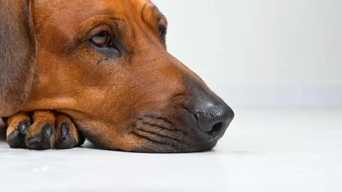 Dog lying on the floor on white background. Rhodesian ridgeback Stock-Footage 164694964