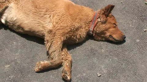 Dog lying 스톡 동영상 10829852