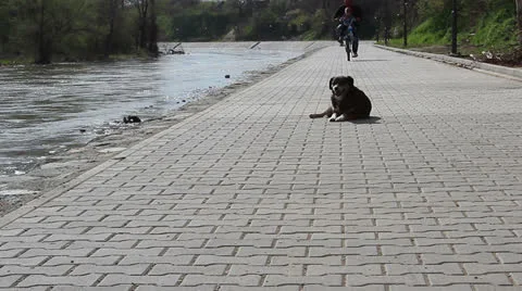 Dog lying Stock Footage 22899917