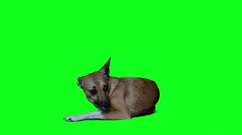 Dog lying Stock Footage 48805956