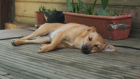 The dog is lying Stock Footage 160340472