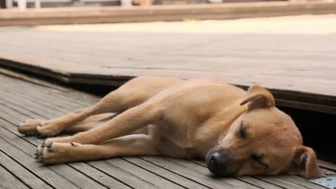 The dog is lying Stock Footage 160340602
