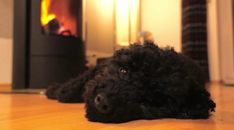 Dog lying in front of fireplace Stock Footage 60757093