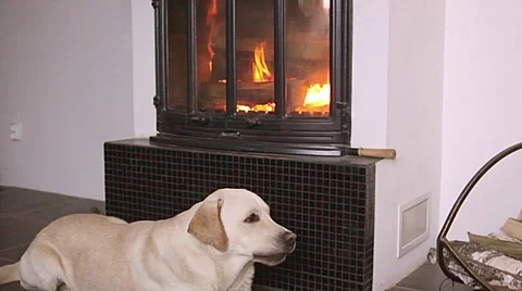 Dog lying in front of fireplace Stock Footage 60785823