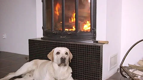 Dog lying in front of fireplace Stock Footage 60786632