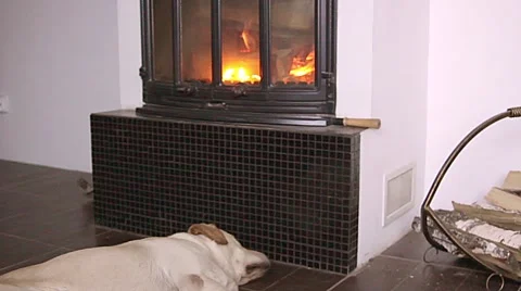 Dog lying in front of fireplace Stock Footage 60787401