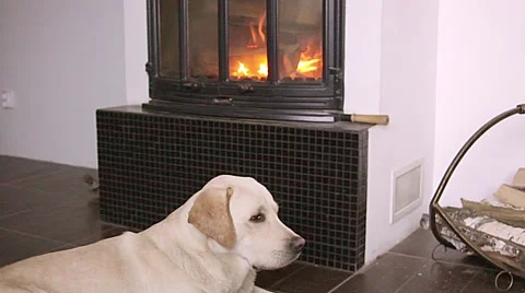 Dog lying in front of fireplace Stock Footage 60787894