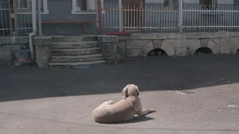 Dog on the lying on the front porch Stock Footage 188557408