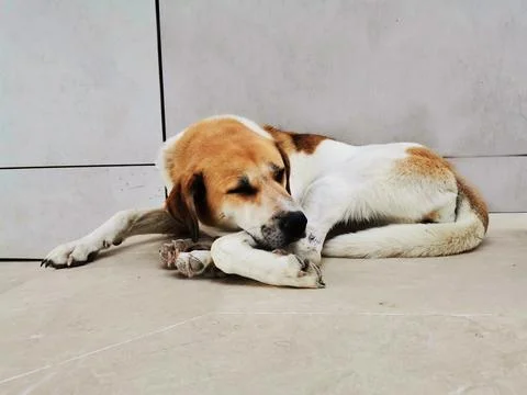 The dog lying in front of the wall. Stock Photos
