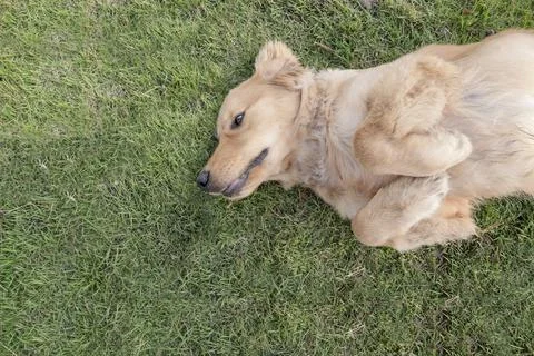 A dog lying in the front yard. Stock Photos