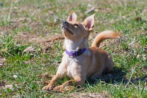 Dog lying in grass and attentively waiting for command from its owner Stock Photos