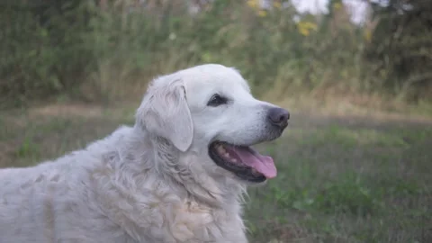 Dog lying on the grass and breathing with sticking out tongue Stock Footage 132287953