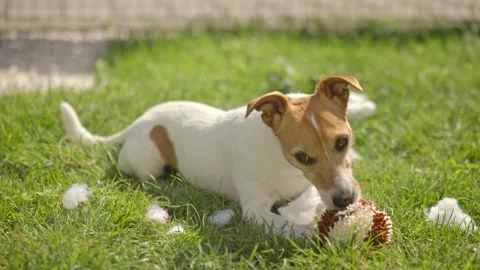 Dog lying on grass and chewing a toy ball with stuffing around Stock Footage 327230963
