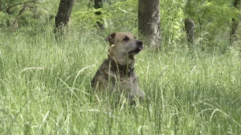 Dog lying in the grass and sit ups Видео 134378663