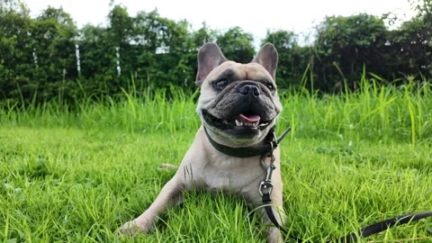 Dog lying on grass field in alertness. Stockbeeldmateriaal 285411231