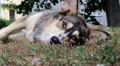 Dog lying on the grass HD Footage