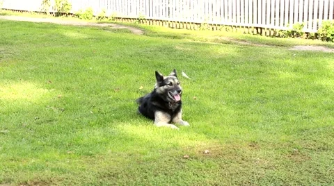 Dog lying on the grass Vídeo Stock 68643833