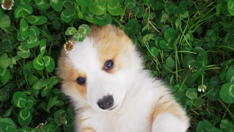 A dog is lying in the grass. Stock Footage 105784293