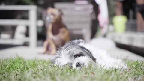 A dog lying on the grass Stock Footage 155398074