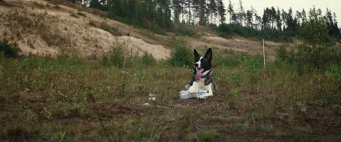 The dog is lying on the grass Video stock 169517134