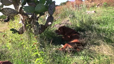 Dog is lying in the grass next to a Cactus Stock Footage 220527289