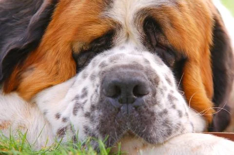 Dog lying on grass Stock Photos