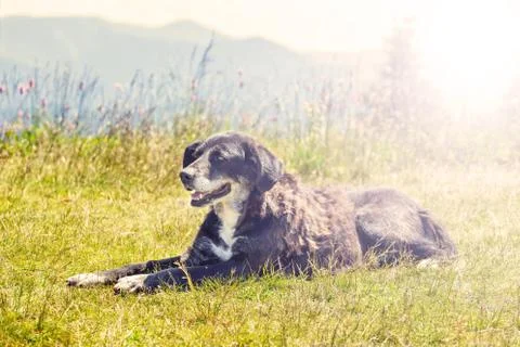 Dog lying on grass 스톡 사진
