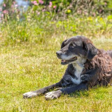 Dog lying on grass 스톡 사진