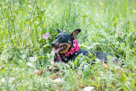 Dog lying in the grass. Foto stock