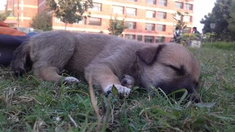 A dog lying on the grass Stock Photos