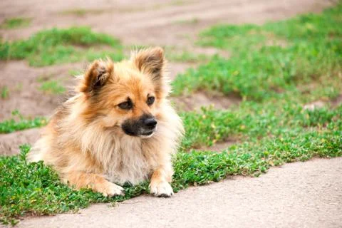 Dog lying on the grass Stock Photos