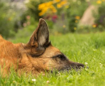 The dog is lying on the grass Stock Photos