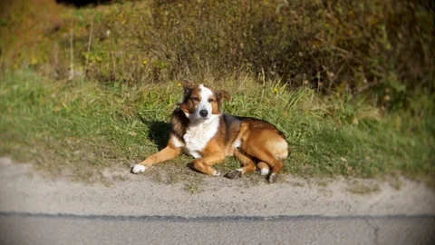 Dog lying on the grass on the side of the road Video stock 124076454