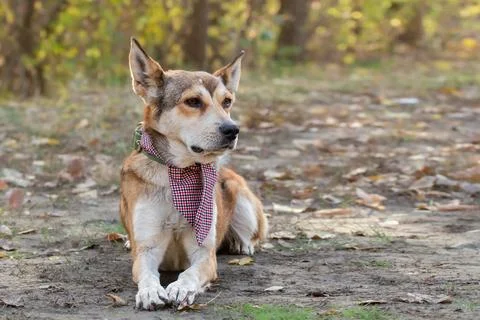 Dog lying in the grass in spring.The need to treat pets from ticks.Safe walki Stock Photos