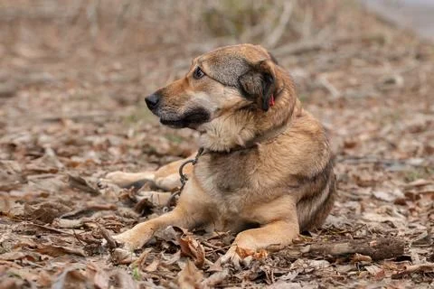 Dog lying in the grass in spring.The need to treat pets from ticks.Safe walki Stock Photos
