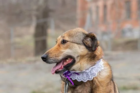 Dog lying in the grass in spring.The need to treat pets from ticks.Safe walki Stock Photos