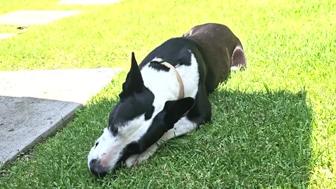 Dog Lying on Grass in Sun chewing a bone Stock Footage 317350801