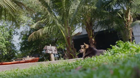 Dog Lying on Grass Sunbathing and Relaxing Outdoors Stock Footage 337533672