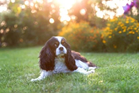 Dog lying on the grass in sunset light Stock Photos