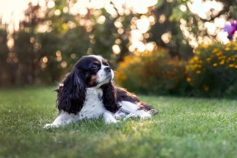 Dog lying on the grass in sunset light Stock Photos