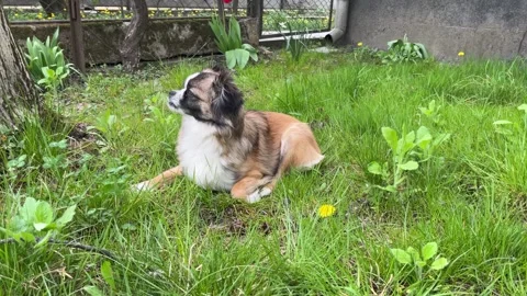 Dog lying on grass with walnut Stockbeeldmateriaal 334329057