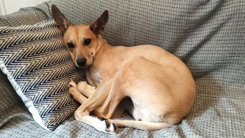 Dog lying on a gray sofa Stock Photos