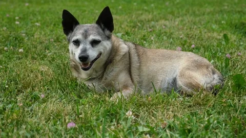 The dog is lying green grass. Stock Footage 209181584