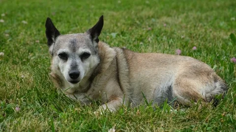 The dog is lying green grass. Video stock 209181653
