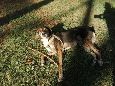 Dog lying in green grass looking at the camera with human shadow taking photo Stock Photos