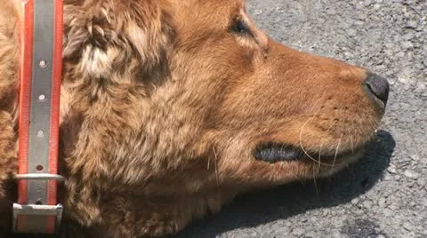 Dog lying on the ground 스톡 동영상 10829846