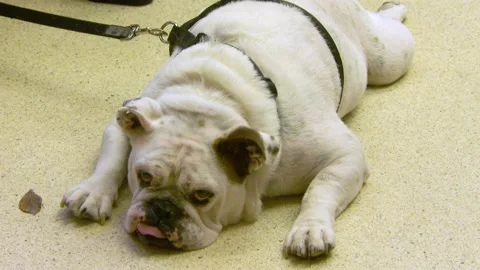 A dog lying on the ground Stock Footage 155396795