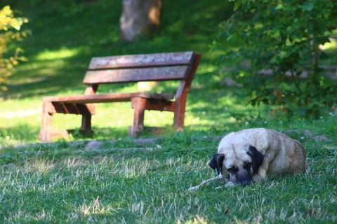 Dog lying on the ground in the forest Stock Photos