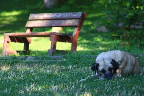 Dog lying on the ground in the forest Stock Photos